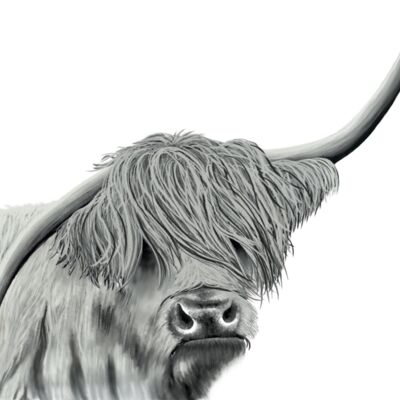 highland coo  Thumbnail